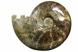 Polished, Agatized Ammonite (Cleoniceras) - Madagascar #138562-1